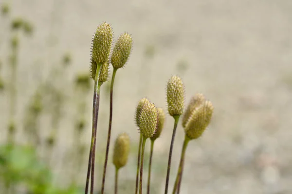 Magas Ánizsmag Fejek Latin Név Anemone Virginiana — Stock Fotó