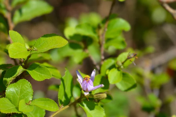 Crossberry Purpurowy Kwiat Łacińska Nazwa Grewia Similis — Zdjęcie stockowe