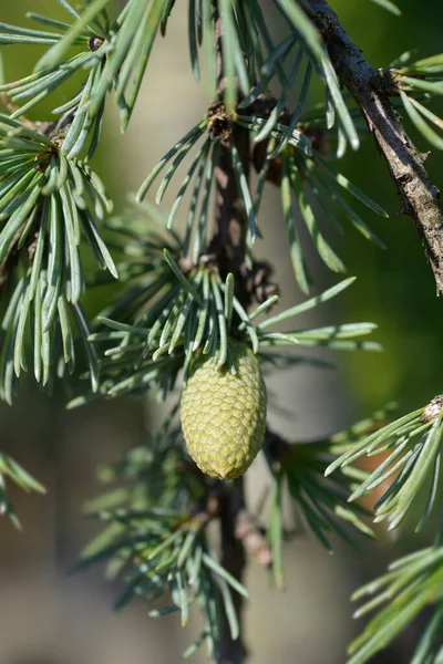 Weeping Blue Atlas Cedar Cone Latin Name Cedrus Atlantica Glauca — Stock Photo, Image