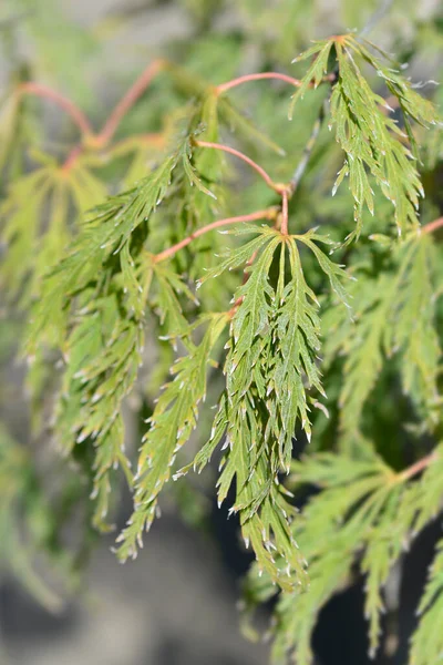 Dissectum Viridis Arce Japonés Nombre Latino Acer Palmatum Dissectum Viridis —  Fotos de Stock