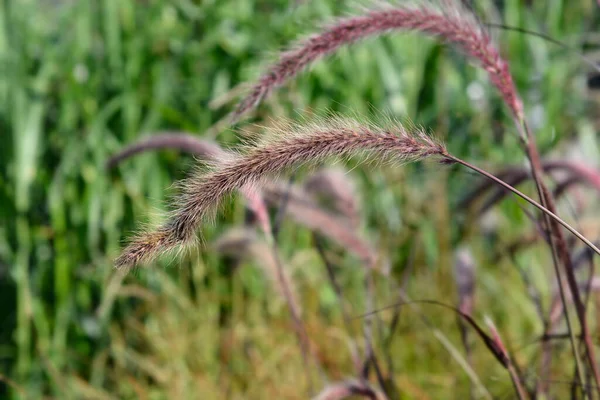 Grass Rubrum 라틴어 Pennisetum Advena Rubrum — 스톡 사진