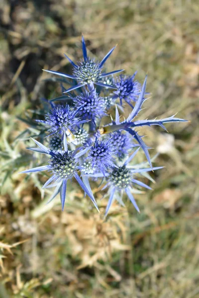 Ametyst Eryngo ラテン語名 エリンギウムAmethystinum — ストック写真