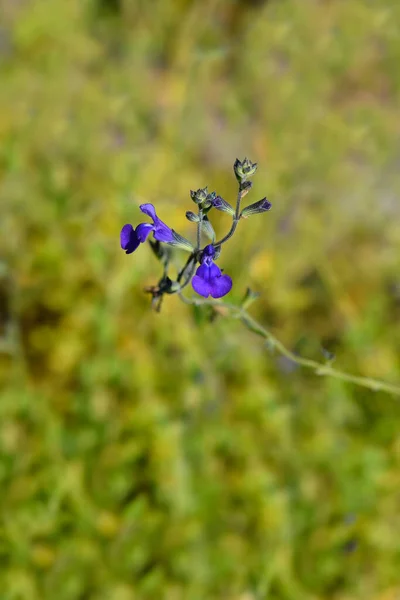 Детский Шалфей Blue Monrovia Латинское Название Salvia Microphylla Blue Monrovia — стоковое фото