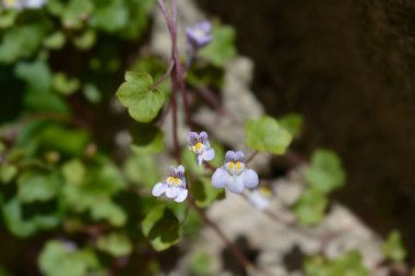 Kenilworth Ivy küçük çiçekleri - Latince adı - Cymbalaria muralis