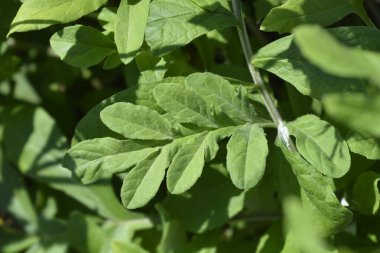 Pembe Bekarlar Düğmesi - Latince adı Centaurea pulcherrima