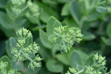 Orp çiçekleri - Latince adı - Hylotelephium telephium (Sedum telephium)