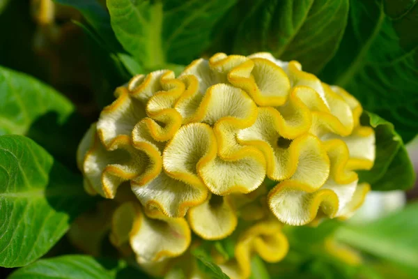 Twisted Yellow Cockscomb Latin Name Celosia Argentea Var Cristata Twisted — Stock Photo, Image