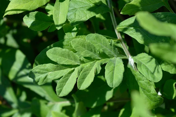 Różowe Liście Guzików Nazwa Łacińska Centaurea Pulcherrima — Zdjęcie stockowe