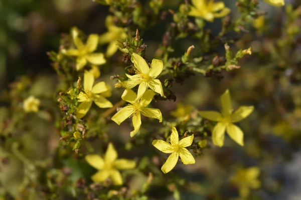 Dziurawiec Zwyczajny Nazwa Łacińska Hypericum Montanum — Zdjęcie stockowe