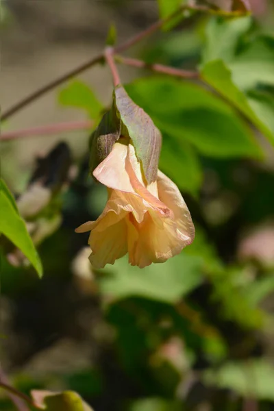 Левант Квітка Бавовни Латинська Назва Gossypium Herbaceum — стокове фото