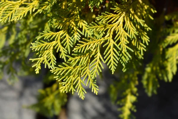 Lawsons Cypress Sunkist Латинское Название Chamaecyparis Lawsoniana Sunkist — стоковое фото