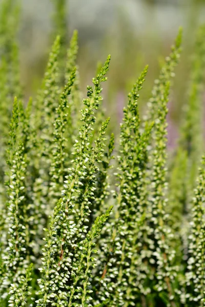 Common Heather Latin Name Calluna Vulgaris — Stock Photo, Image