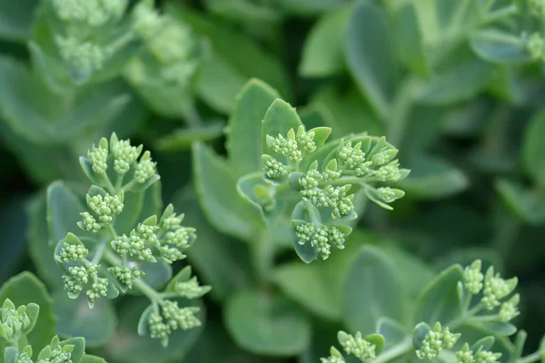 Orp çiçekleri - Latince adı - Hylotelephium telephium (Sedum telephium)