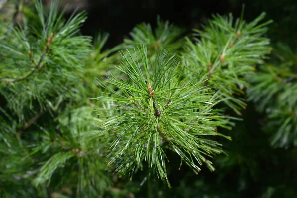 Гілка Сосни Латинська Назва Pinus Armandii — стокове фото