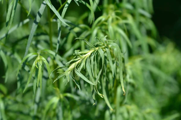 Listy Estragon Latinské Jméno Artemisia Dracunculus — Stock fotografie