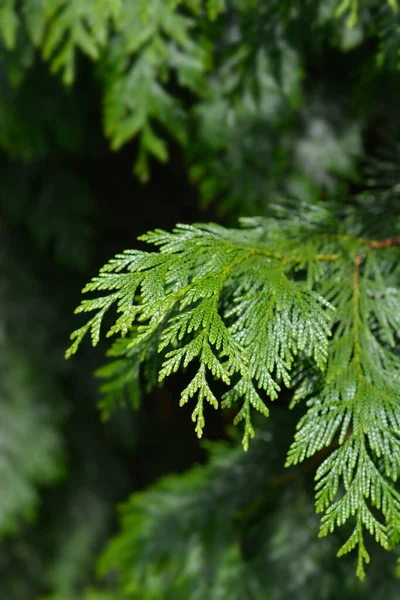 Västra Röda Cederträ Gren Latinskt Namn Thuja Plicata — Stockfoto