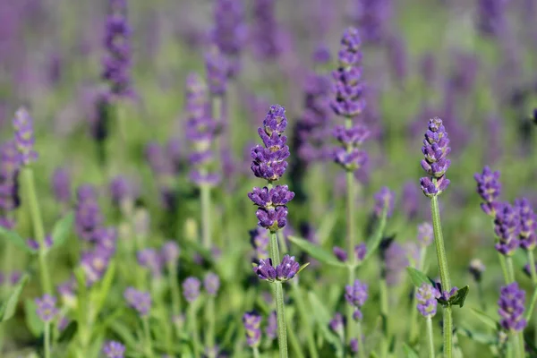 Lavanda Inglesa Ellagance Purple Nombre Latino Lavandula Angustifolia Ellagance Purple —  Fotos de Stock