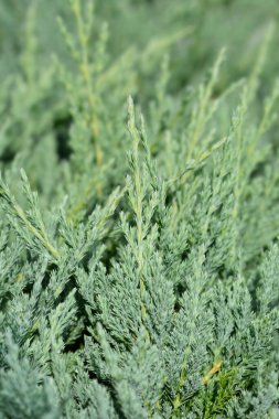 Sürünen Mavi Çip ardıcı - Latince adı - Juniperus yatay mavi çip