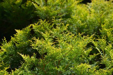 Latince adı Thuja Arborvitae yaprakları.
