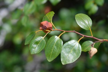Hıristiyanlar dikenli dal - Latince adı - Paliurus spina-christi