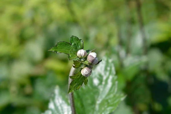 Japanese Anemone Koenigin Charlotte Queen Charlotte 라틴어 Anemone Hybrid Koenigin — 스톡 사진