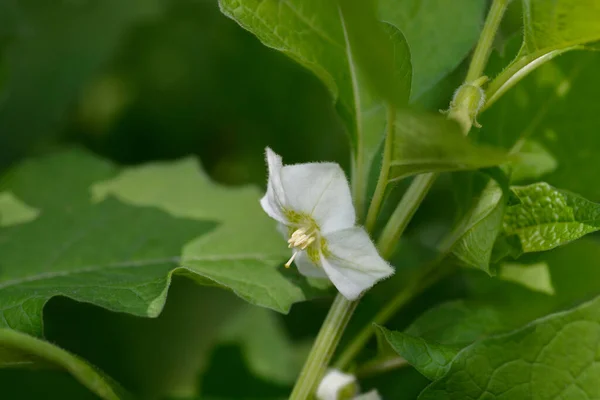 Kwiat Wiśni Pęcherza Moczowego Łacińska Nazwa Physalis Alkekengi — Zdjęcie stockowe