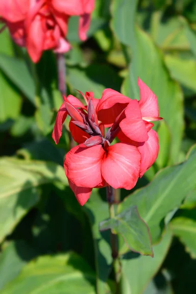 Canna Liljekonvalj Latinskt Namn Canna Generalis Tropical Rose — Stockfoto