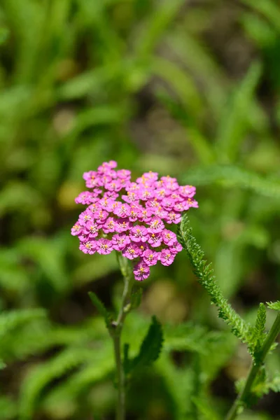 Summer Pastels Yarrow Latijnse Naam Achillea Millefolium Summer Pastels — Stockfoto