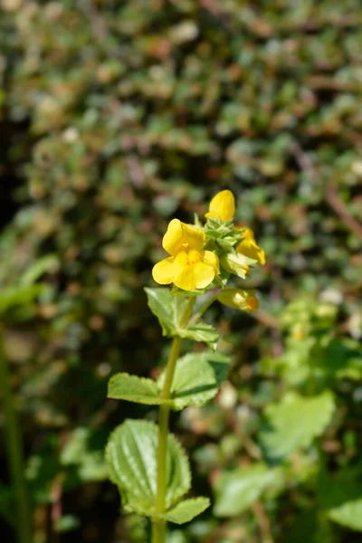 Yellow Monkey Flower Latin Name Mimulus Luteus Erythranthe Lutea — Stock Photo, Image