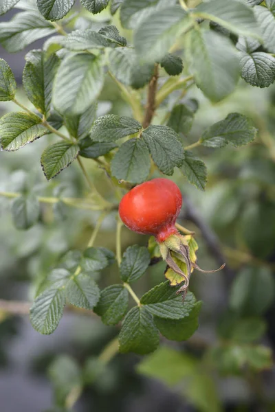 Rugosa Rose Hip Latin Name Rosa Rugosa — Stock Photo, Image