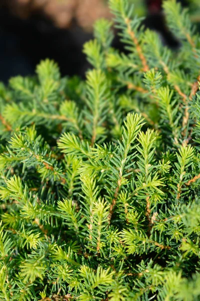 Dwarf Serbian Spruce Karel Latin Name Picea Omorika Karel — Stock Photo, Image