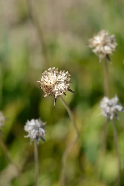 Cabeça Semente Alfinete Caucasiana Nome Latino Scabiosa Caucasica — Fotografia de Stock