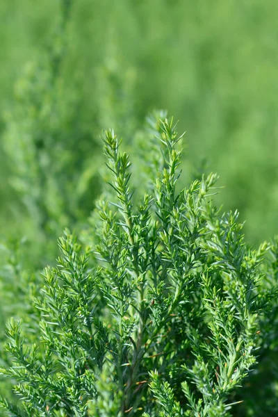 Lawsons Cypress Ellwoodii Latin Name Chamaecyparis Lawsoniana Ellwoodii — Stock Photo, Image