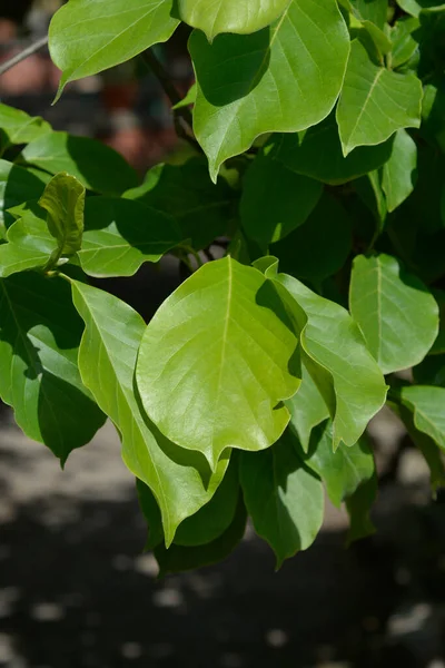 Liście Magnolii Mieszańce Soulangeany Nazwa Łacińska Magnolia Soulangeana — Zdjęcie stockowe