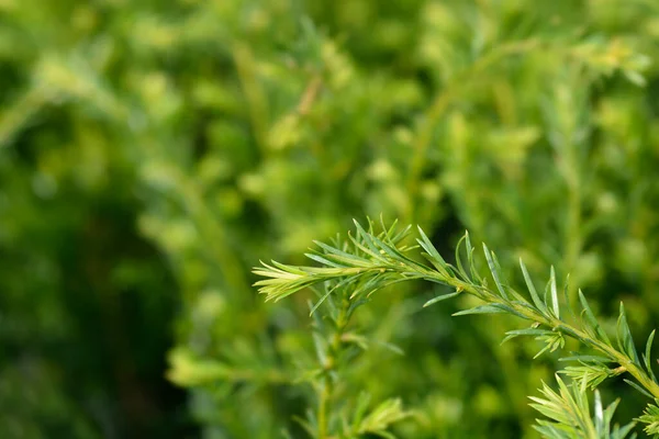 Groenland Yew Latin Name Taxus Media Groenland — Stock Photo, Image