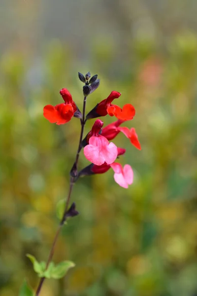Höstsalvia Lipstick Latinskt Namn Salvia Greggii Lipstick — Stockfoto