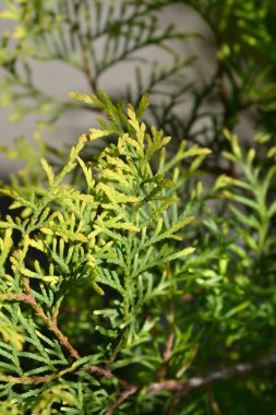 Latince adı Thuja Arborvitae yaprakları.