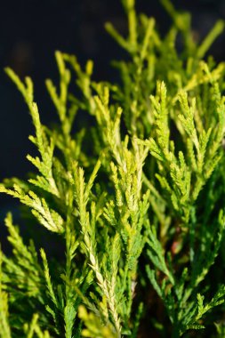 Sawara selvi - Latince adı Chamaecyparis pisifera Sungold