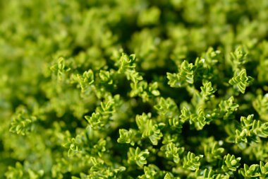 Zümrüt Yeşil Hebe Latince adı Hebe Zümrüt Yeşil