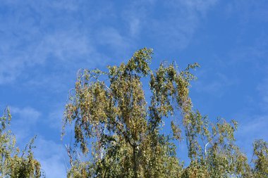 Genel huş ağacı - Latince adı - Betula pendula