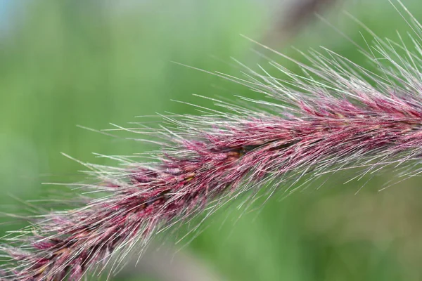 Fountain Grass Rubrum Flower Detail Латинское Название Pennisetum Advena Rubrum — стоковое фото