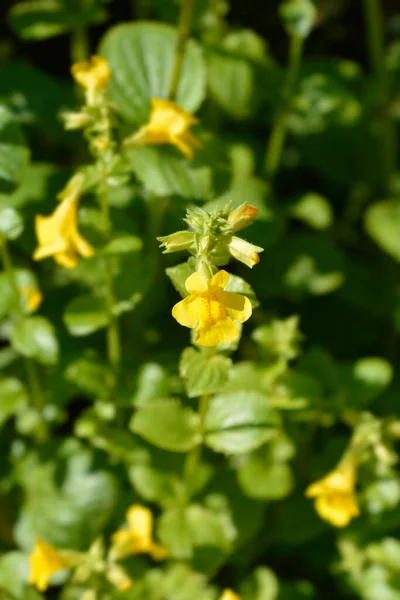 Yellow Monkey Flower Latin Name Mimulus Luteus Erythranthe Lutea — Stock Photo, Image