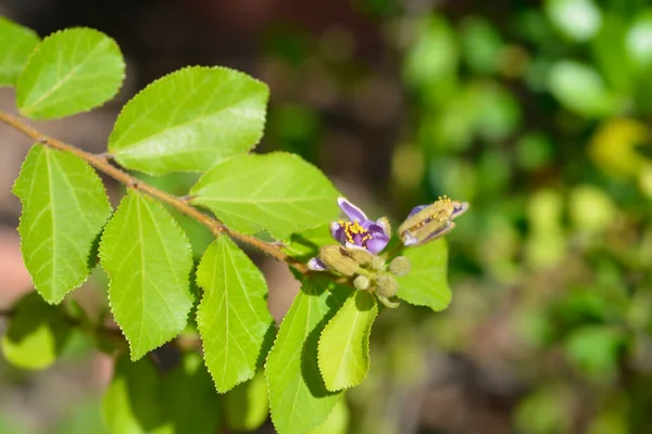 Crossberry Μωβ Λουλούδι Λατινική Ονομασία Grewia Similis — Φωτογραφία Αρχείου