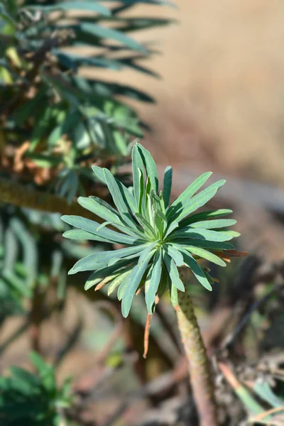 Spurge Black Pearl Hojas Nombre Latino Euphorbia Characias Black Pearl —  Fotos de Stock