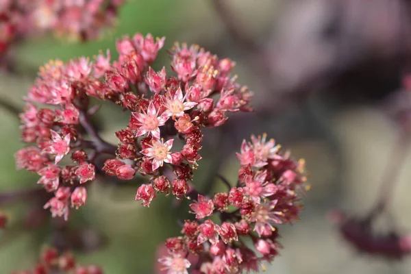 보라색 Hylotelhium 보라색 Sedum Telhium Purple Emperor — 스톡 사진