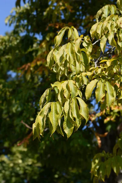 Folhas Vermelhas Buckeye Nome Latino Aesculus Pavia — Fotografia de Stock