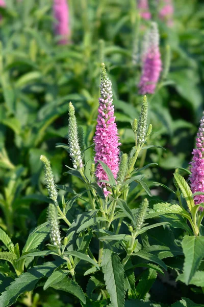 Spiked Speedwell Flower Latin Name Veronica Spicata — Stock Photo, Image