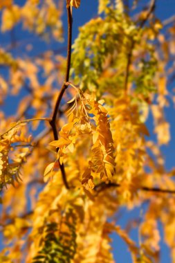 Thornless Honey çekirgesi, Latince adı Gleditsia triacanthos var. inermis