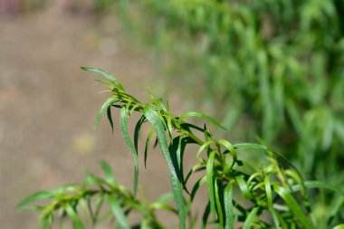 Tarhun yaprakları - Latince adı - Artemisia dracunculus