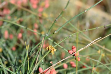 Yapraksız efedra çiçekleri ve kırmızı böğürtlenler - Latince adı - Ephedra foeminea (Ephedra fragilis subsp. campylopoda)